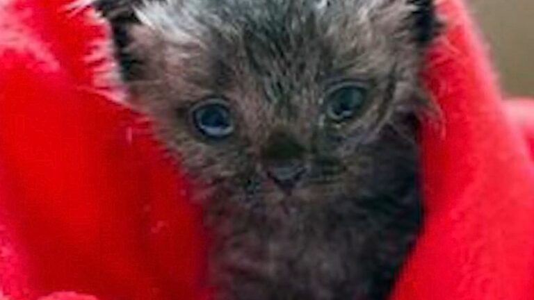 Ohio Woman Saves Newborn Kitten With Umbilical Cord Still Attached And Spots Rare Fur Markings
