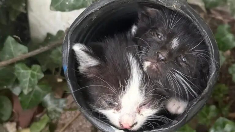 kittens in garden drain