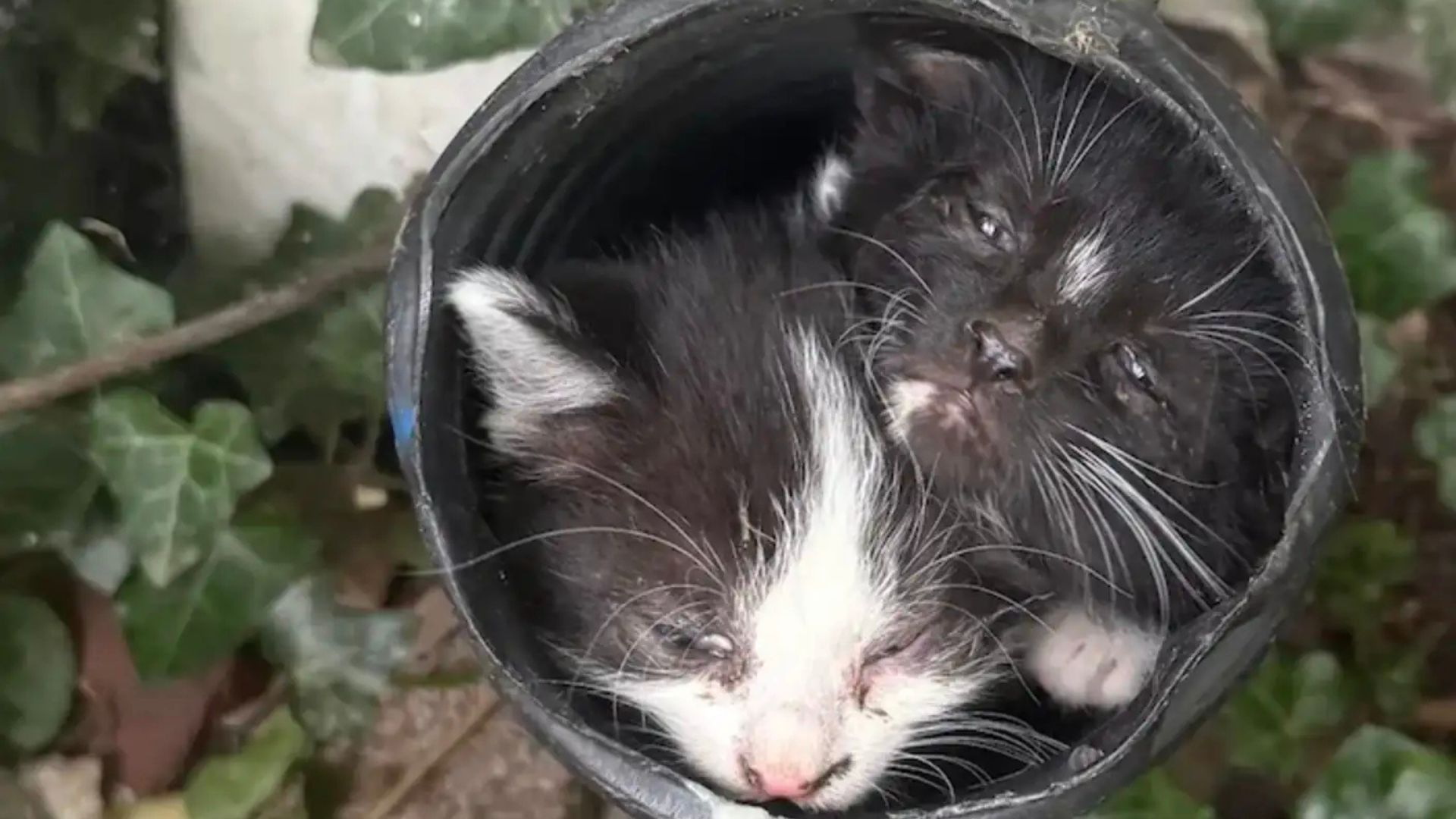 kittens in garden drain