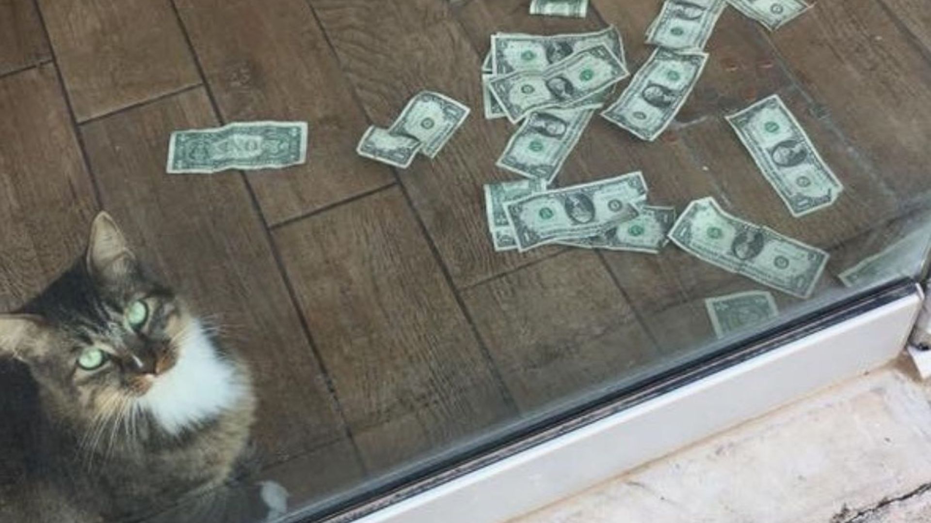 Oklahoma Cat Obsessed With Money Finds A Clever Way To Steal Cash From People