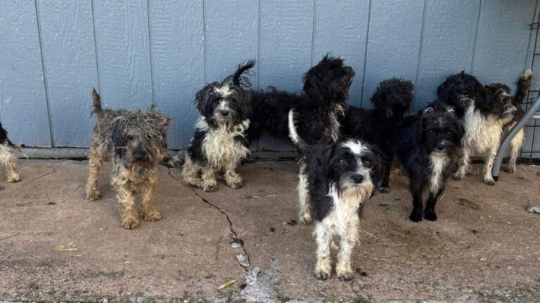 Oklahoma Driver Gets ‘Ambushed’ By A Pack Of Terrified Puppies Darting All Over A Busy Road