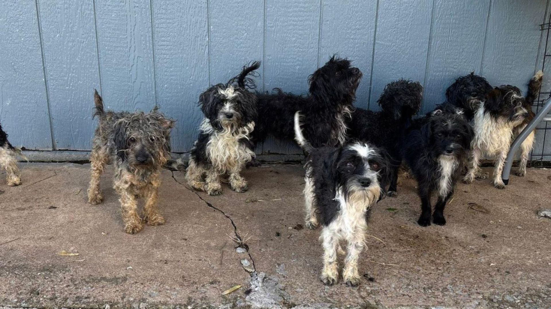 Oklahoma Driver Gets ‘Ambushed’ By A Pack Of Terrified Puppies Darting All Over A Busy Road