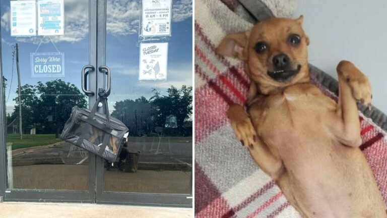 abandoned dog in a bag