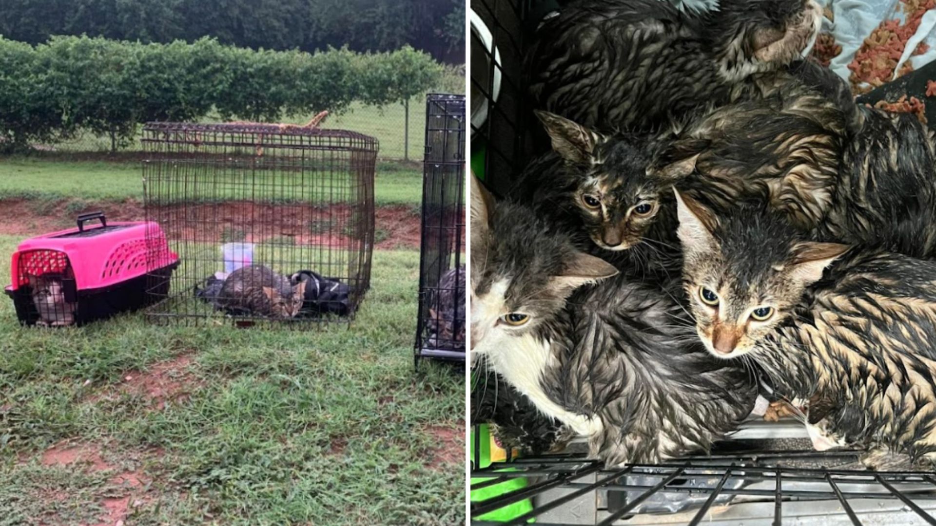 sanctuary rescues cats
