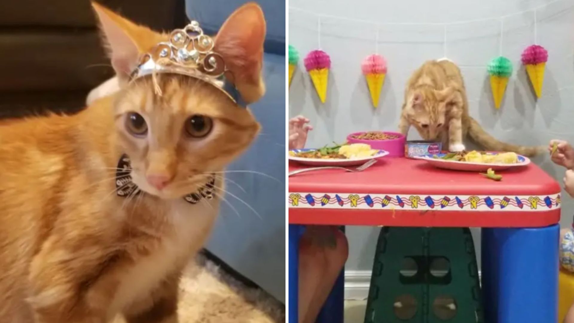 cat dressed as Garfield