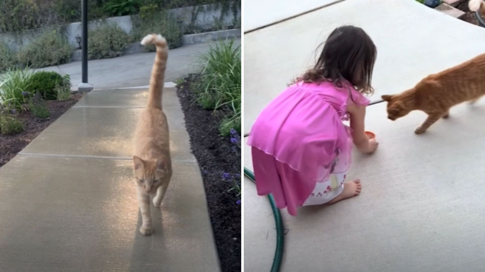 little girl and a cat