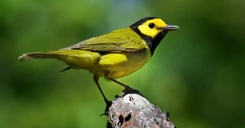 Hooded Warbler
