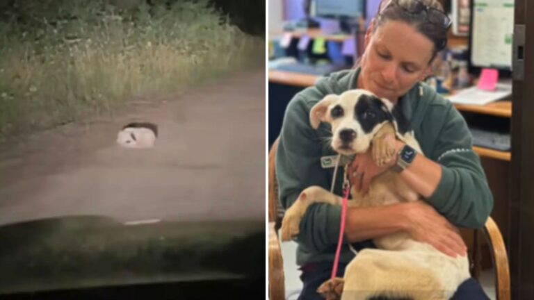 Oregon Camper Stunned As Motionless Shape On Road Suddenly Comes Alive