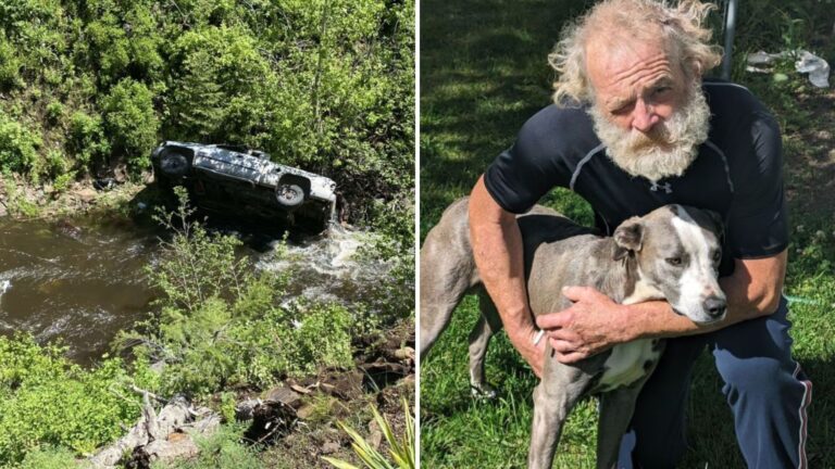 dog with injured owner
