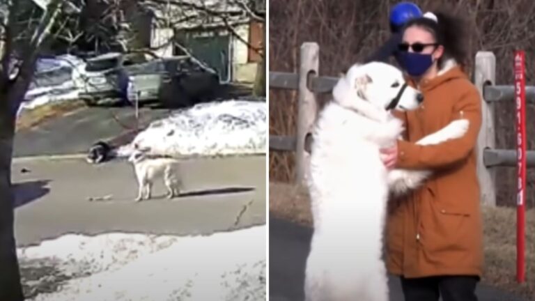 hero dog