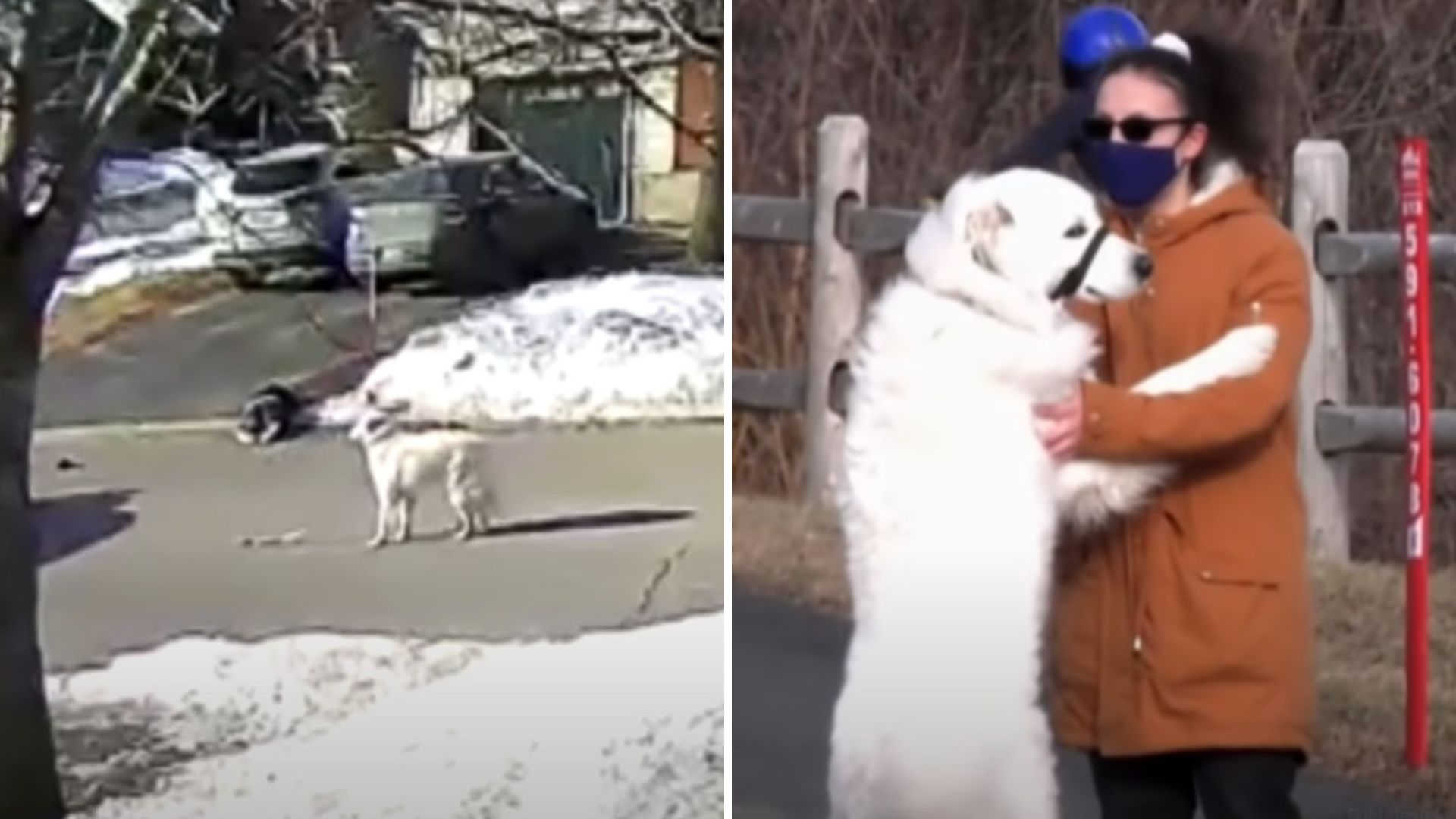 hero dog