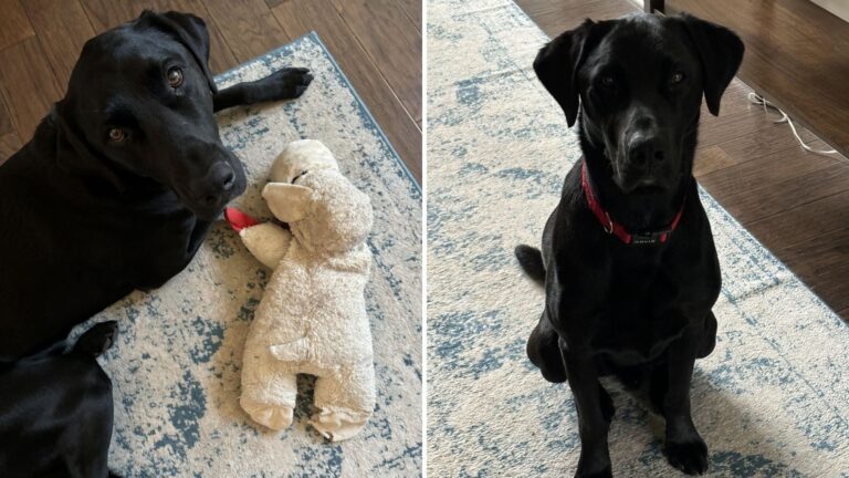 so cute black dog