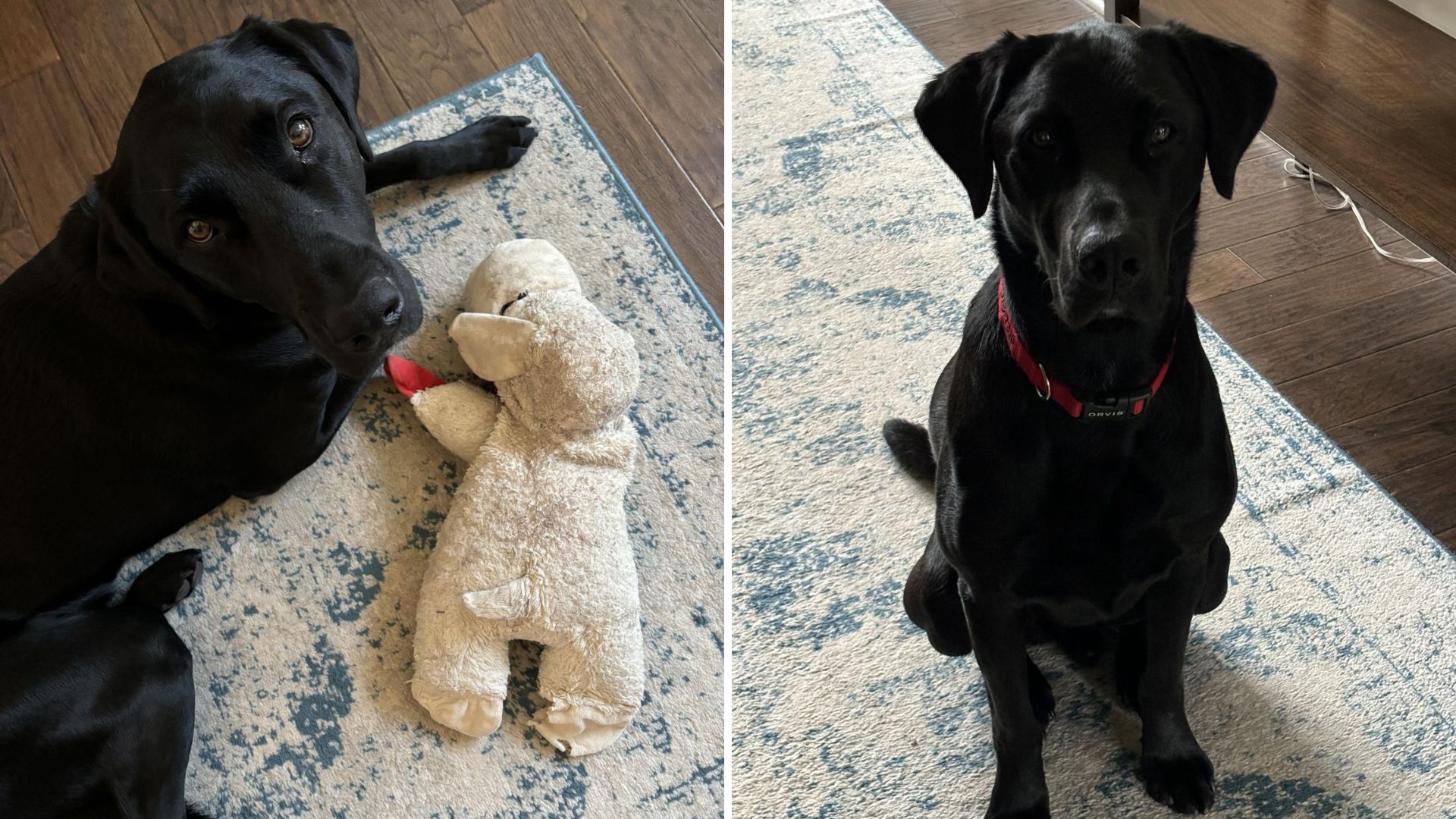 so cute black dog