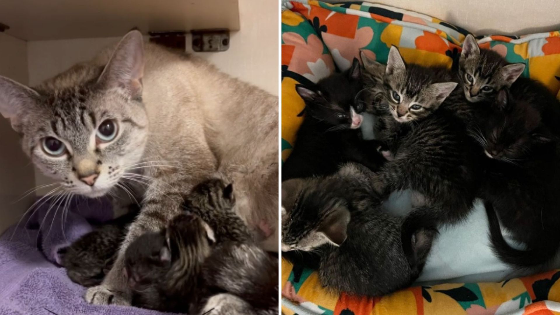 cat with kittens