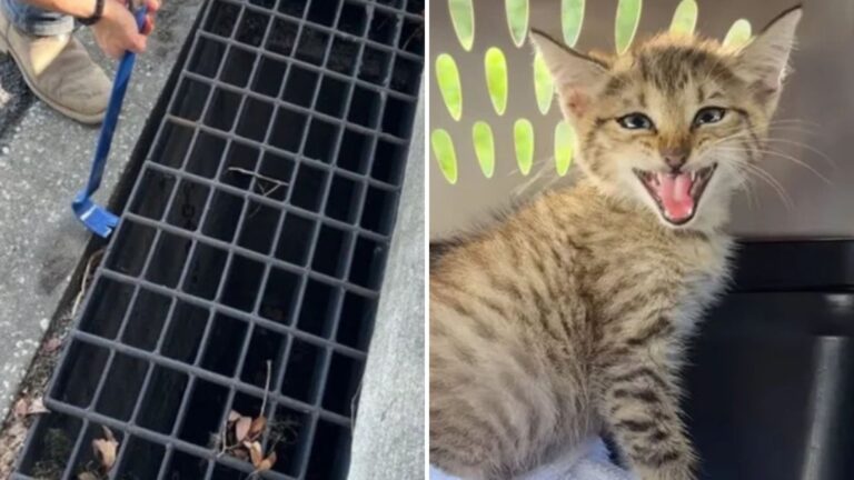 kitten in drain