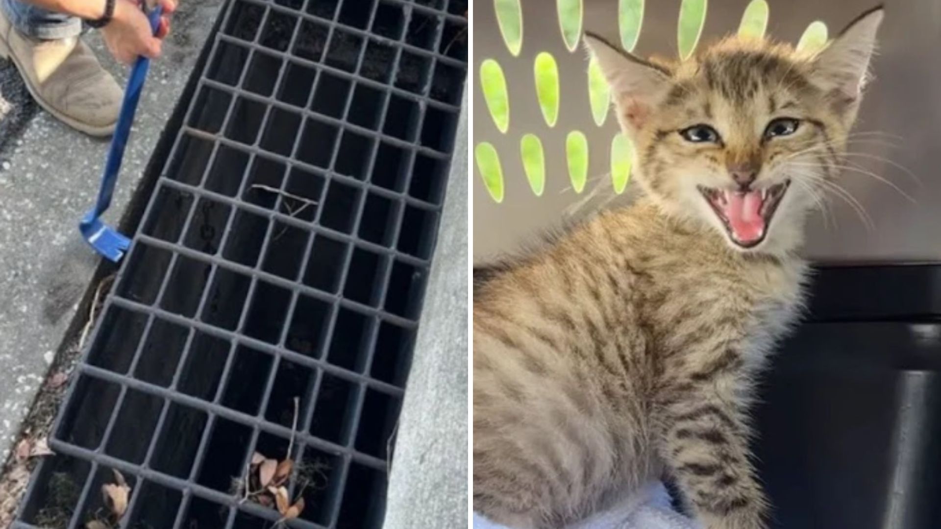 kitten in drain