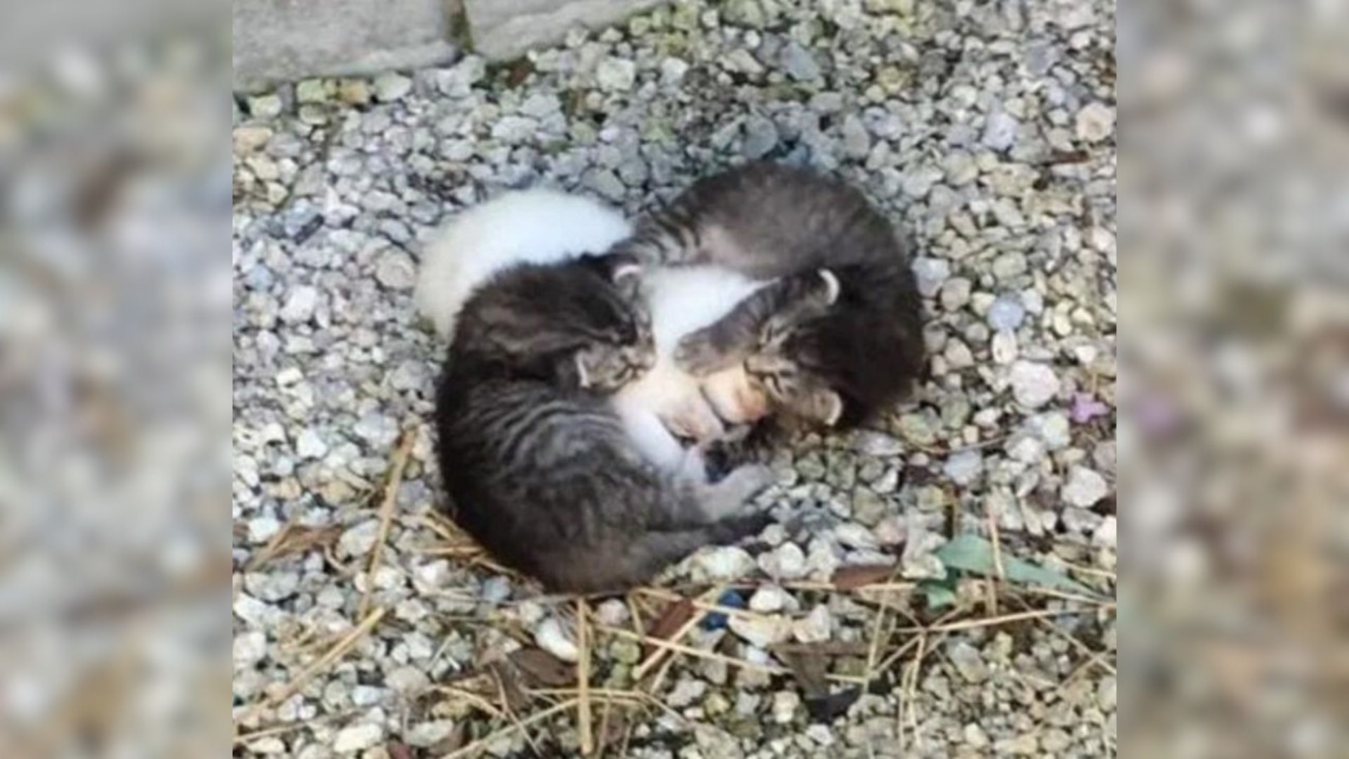 Orphaned Florida Kittens Embrace Their Trembling Sister To Comfort Her