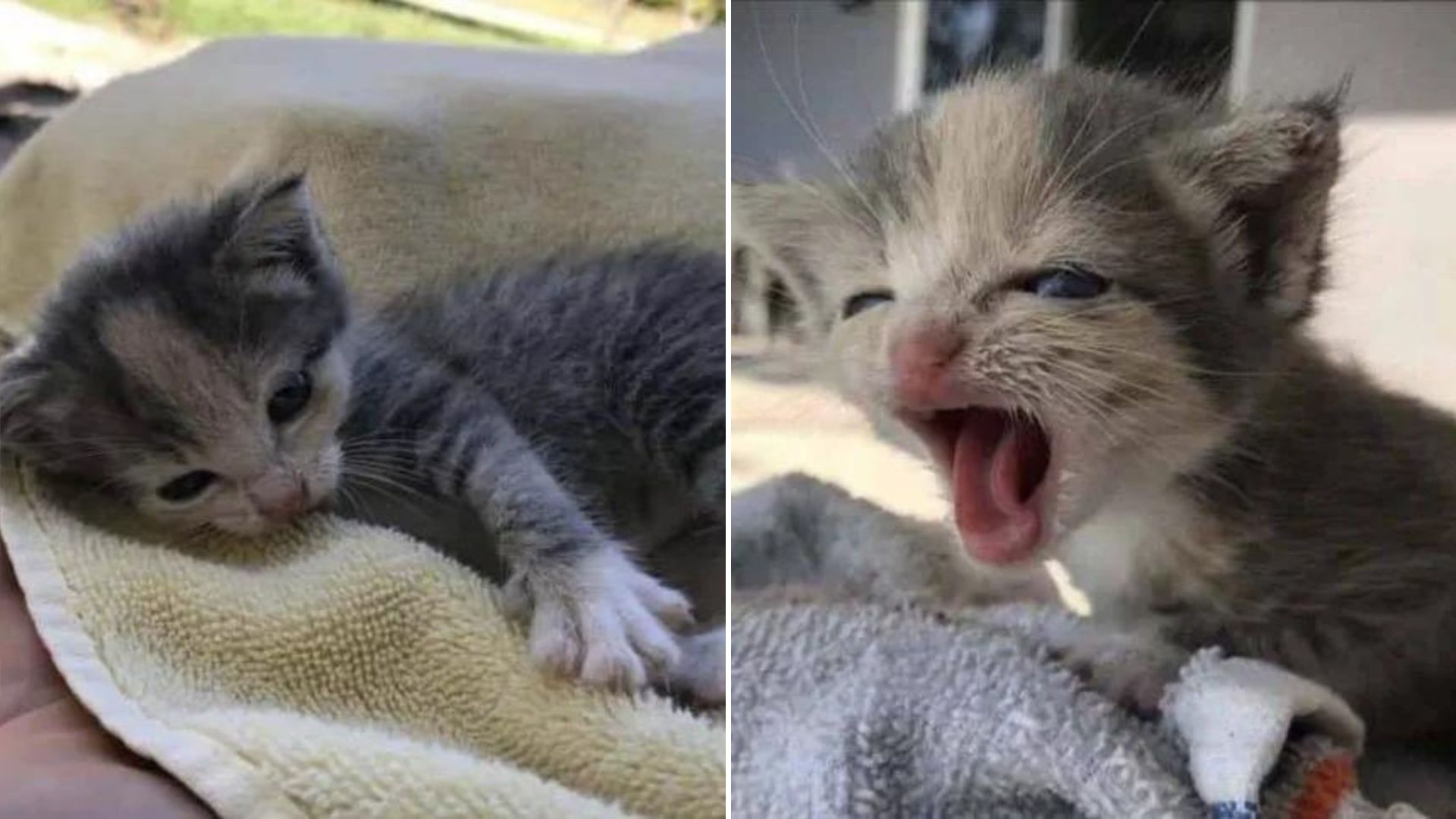 Orphaned Kitten Spends Over 15 Hours Crying His Tiny Lungs Out For Help On Florida Farm