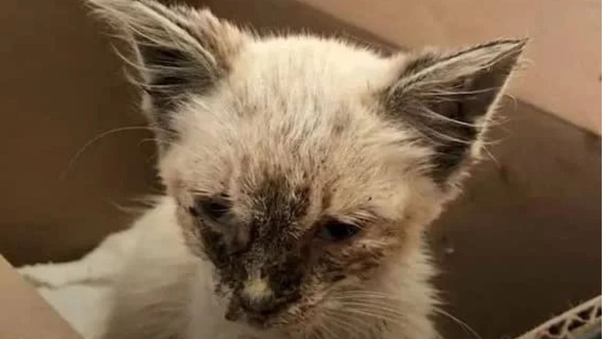 kitten with black dots