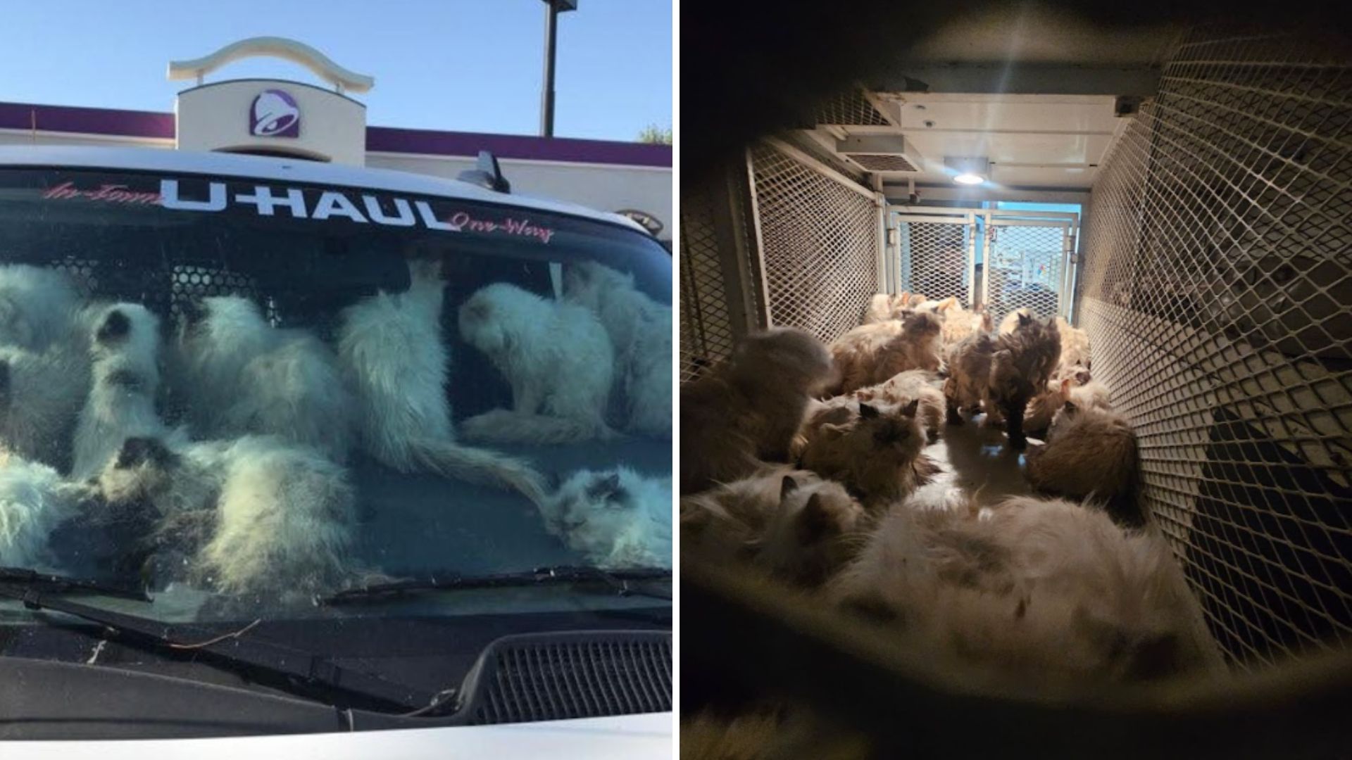 cats in a hot van