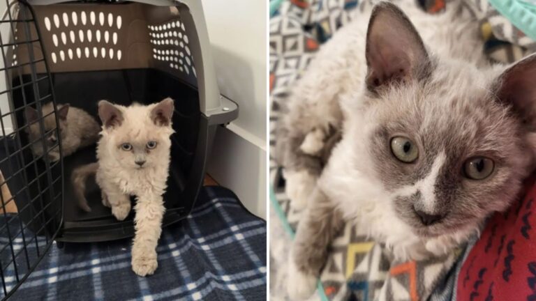 special shelter kittens