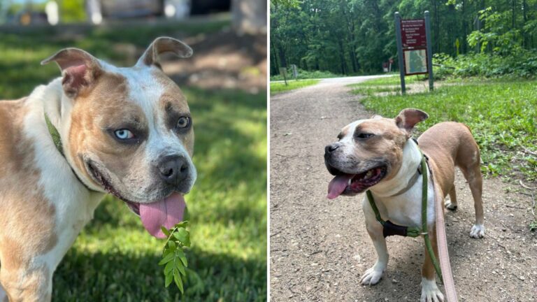 shelter pup on a walk
