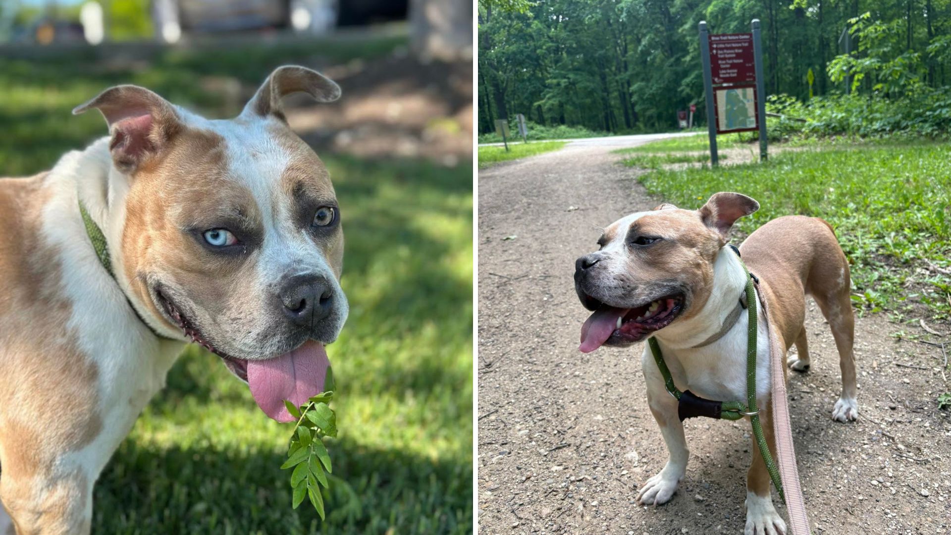 shelter pup on a walk