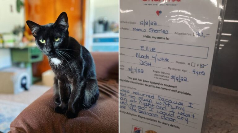 cat returned to shelter