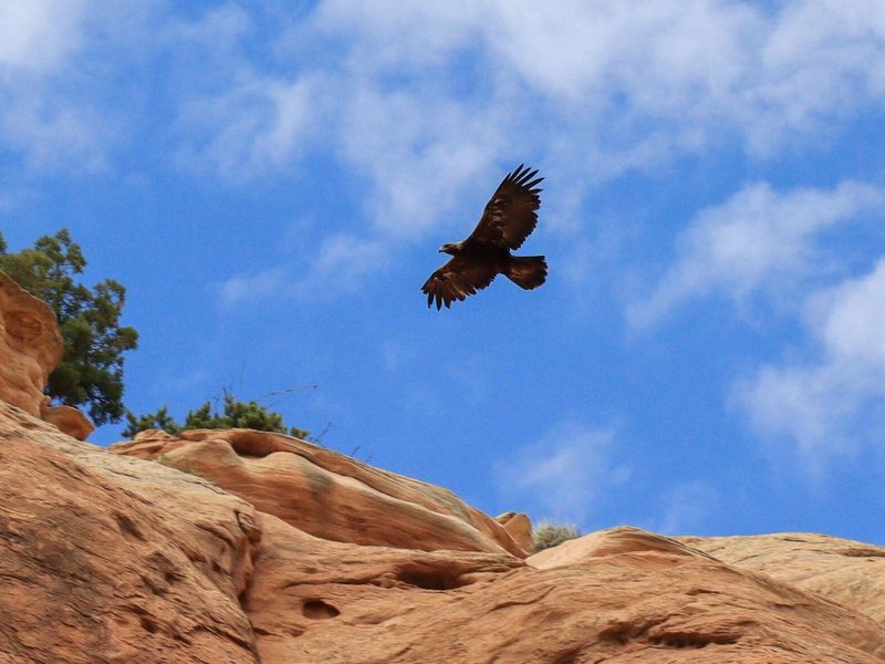 Golden Eagle