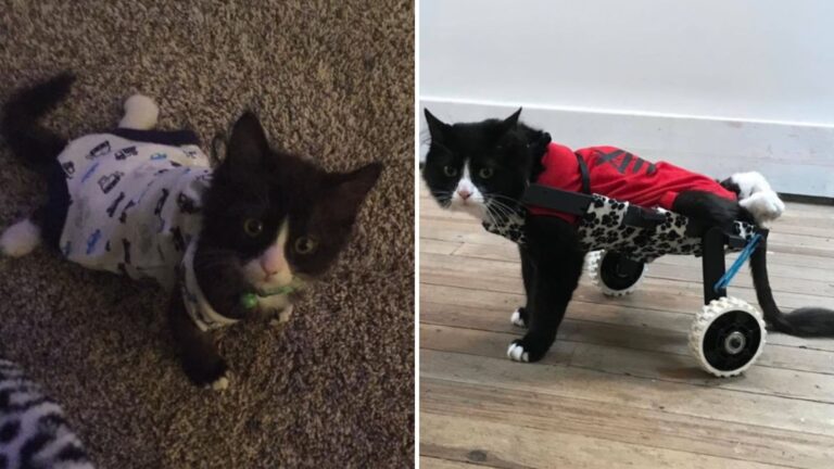 Paralyzed Detroit Cat Gets A Special Wheelchair And Refuses To Be Held Back