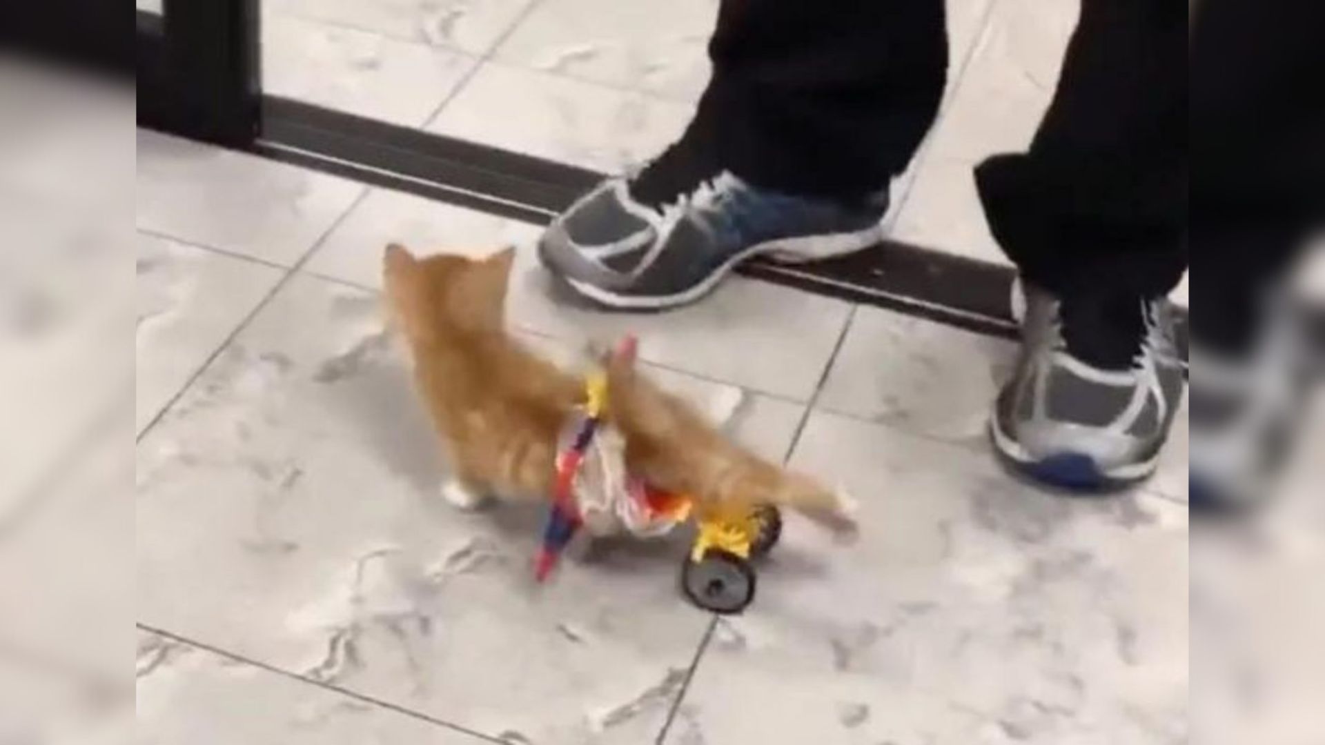 Paralyzed NYC Kitten Gets His Own Wheelchair And Now He Can’t Stop Running