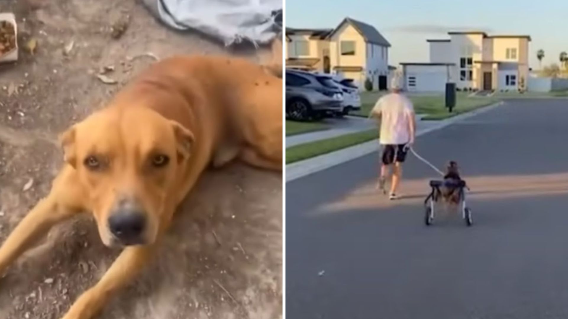 paralyzed dog exposes fake rescue