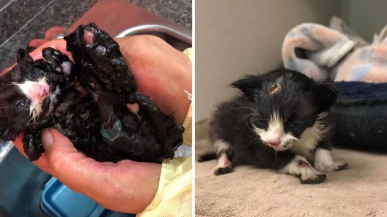 kitten in bad condition