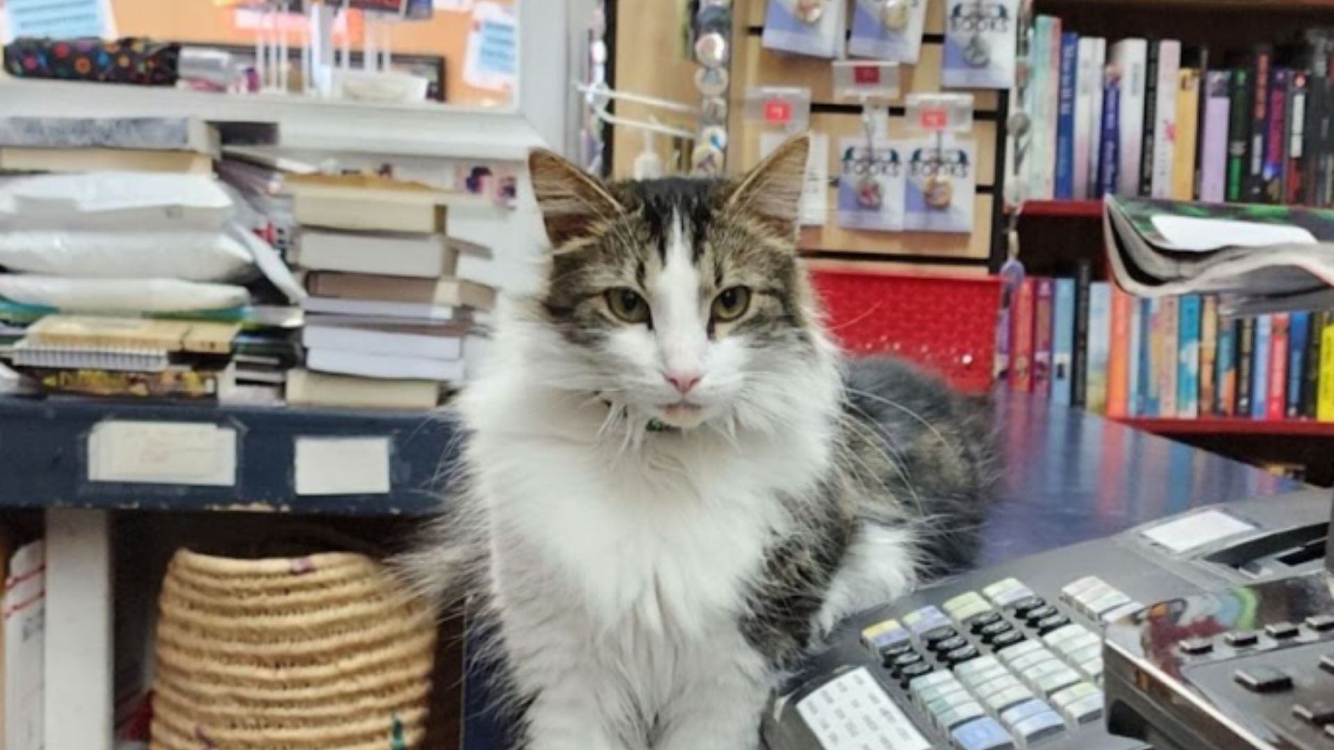 cat in a bookstore