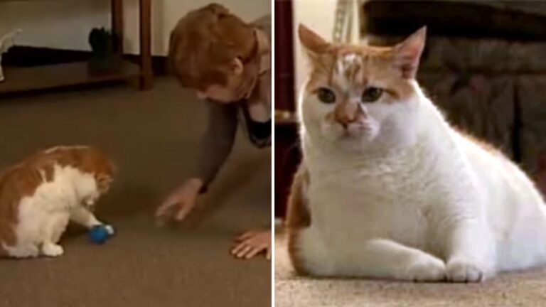 cat saves owner during heart attack