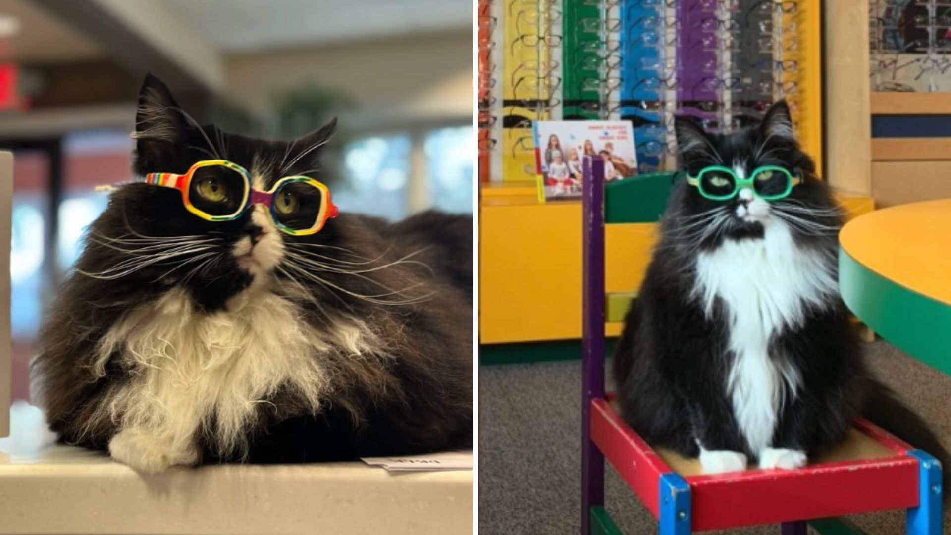 cat wearing glasses