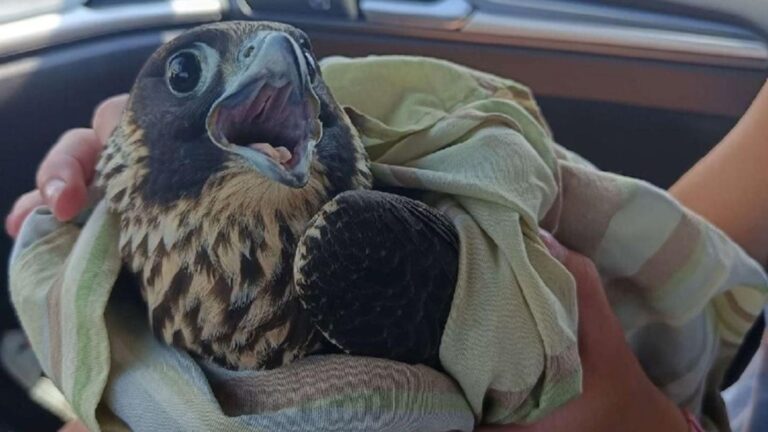 friends rescue peregrine falcon