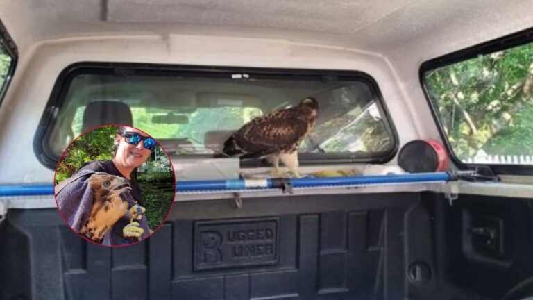 Pennsylvania Kayaker Returns To His Truck And Finds An Unbelievable Visitor Waiting Inside