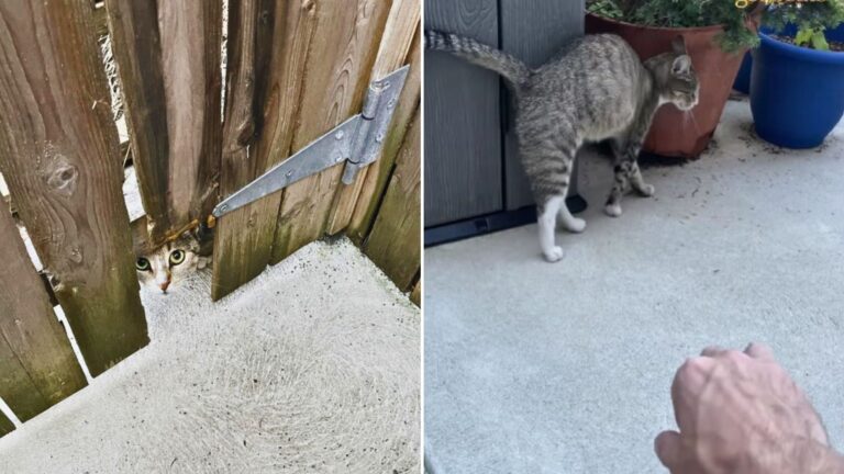 feral cat