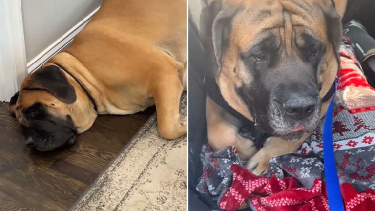 scared mastiff
