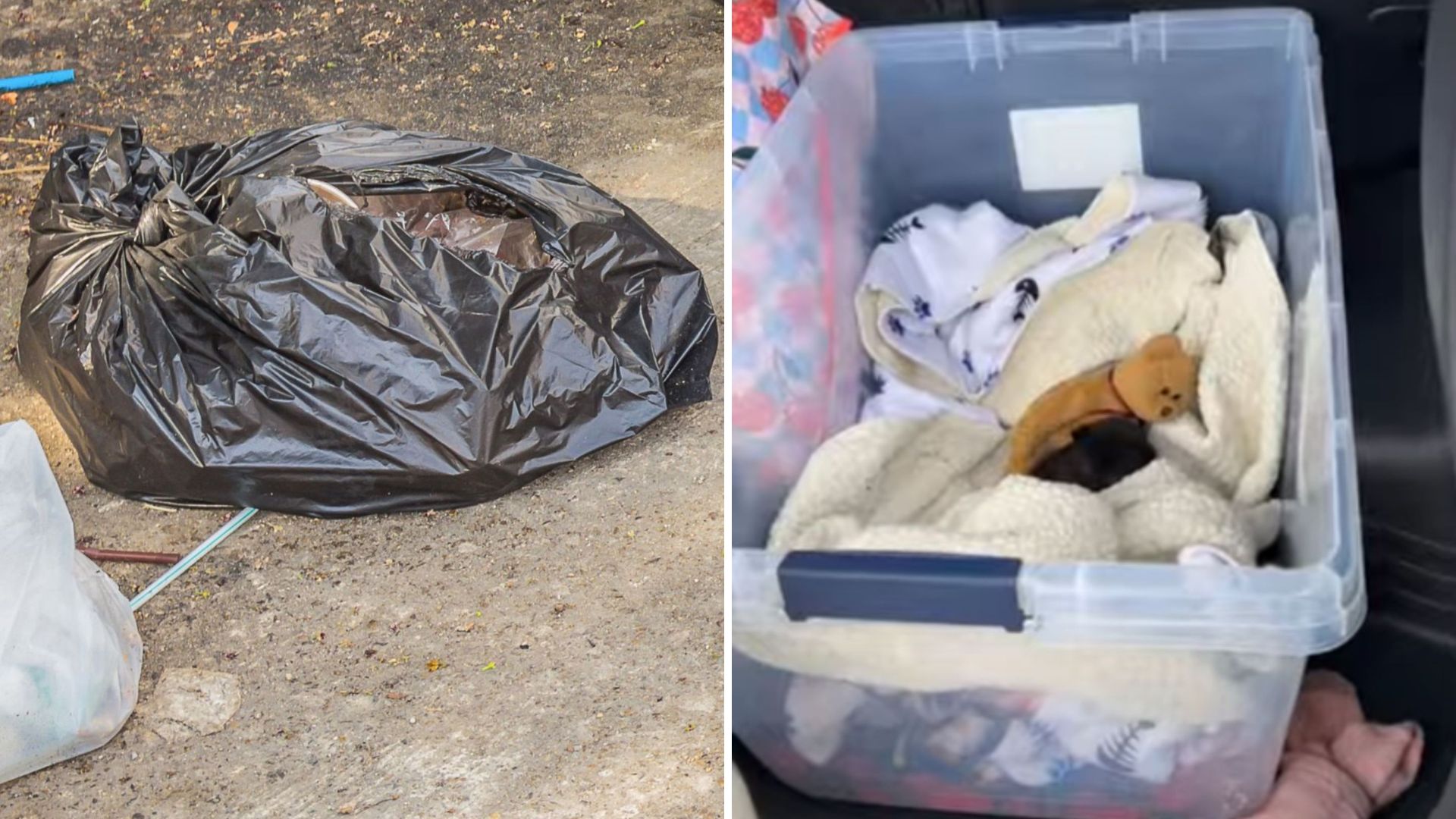 kittens in a trash bag