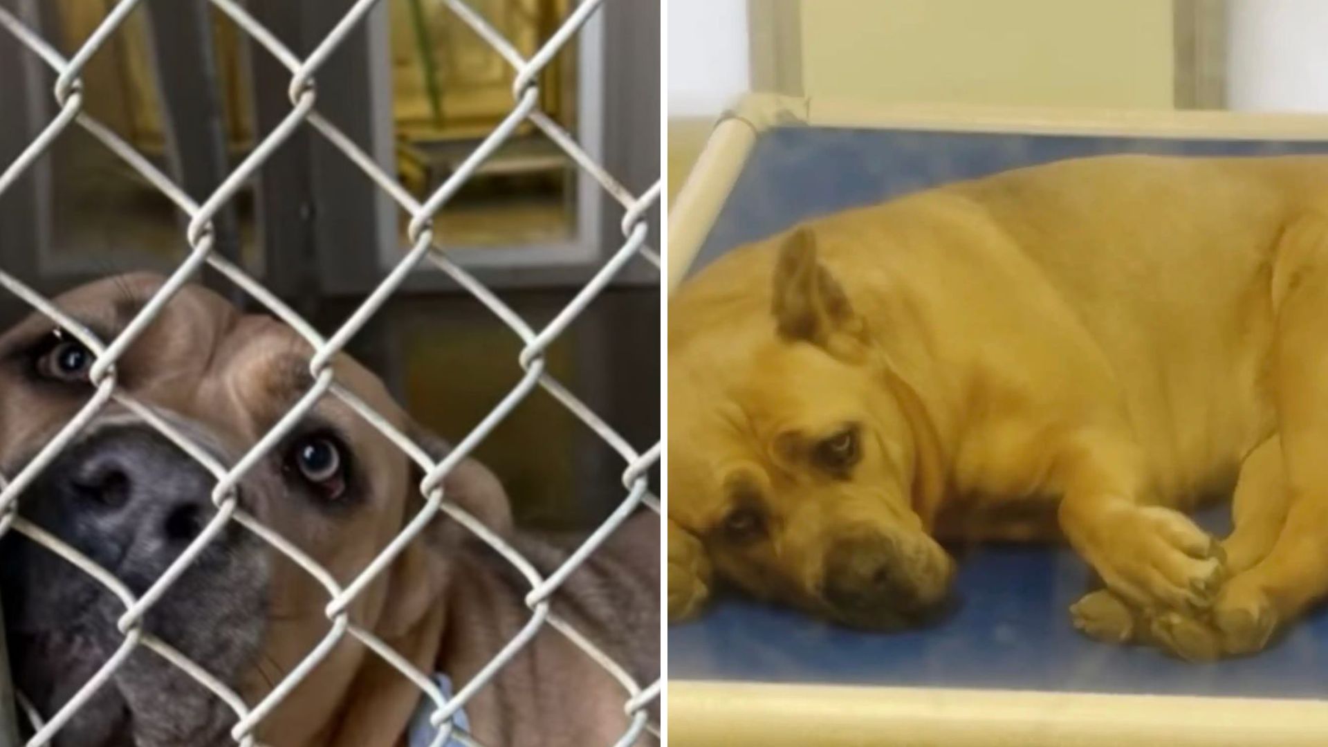 Pennsylvania Shelter Dog Presses Herself Against The Kennel Hoping Someone Will Choose Her