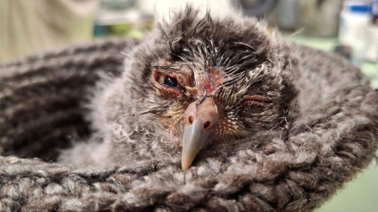 tiny owl