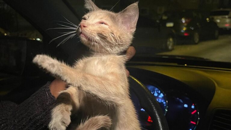 small kitten