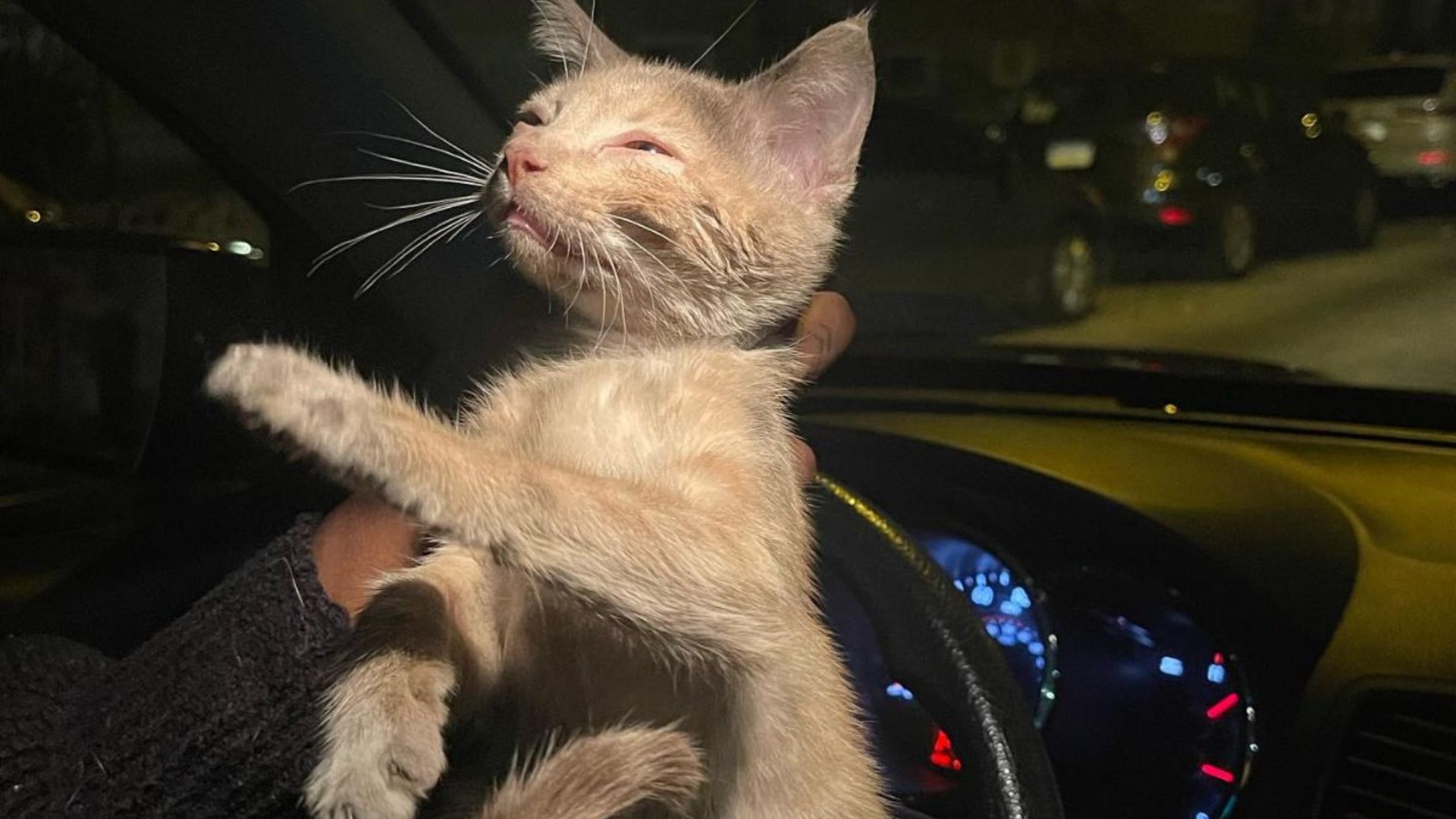 small kitten
