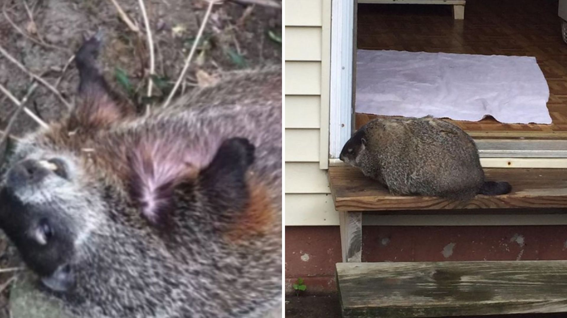 Woman Finds Blind Woodchuck