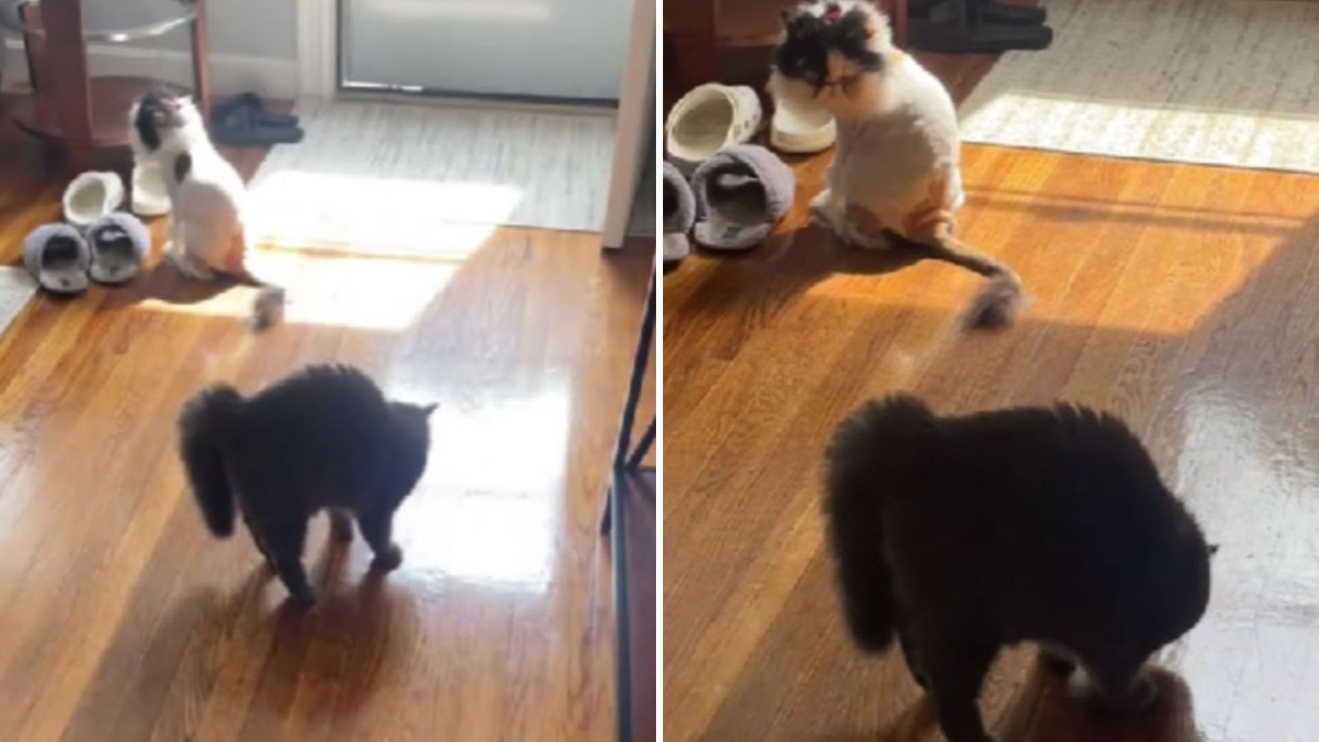 persiat cats