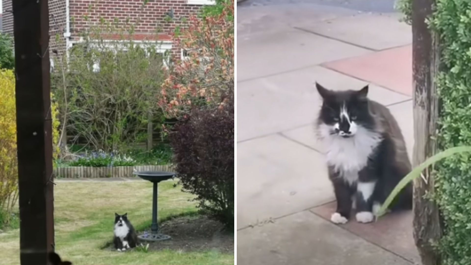 persistent cat
