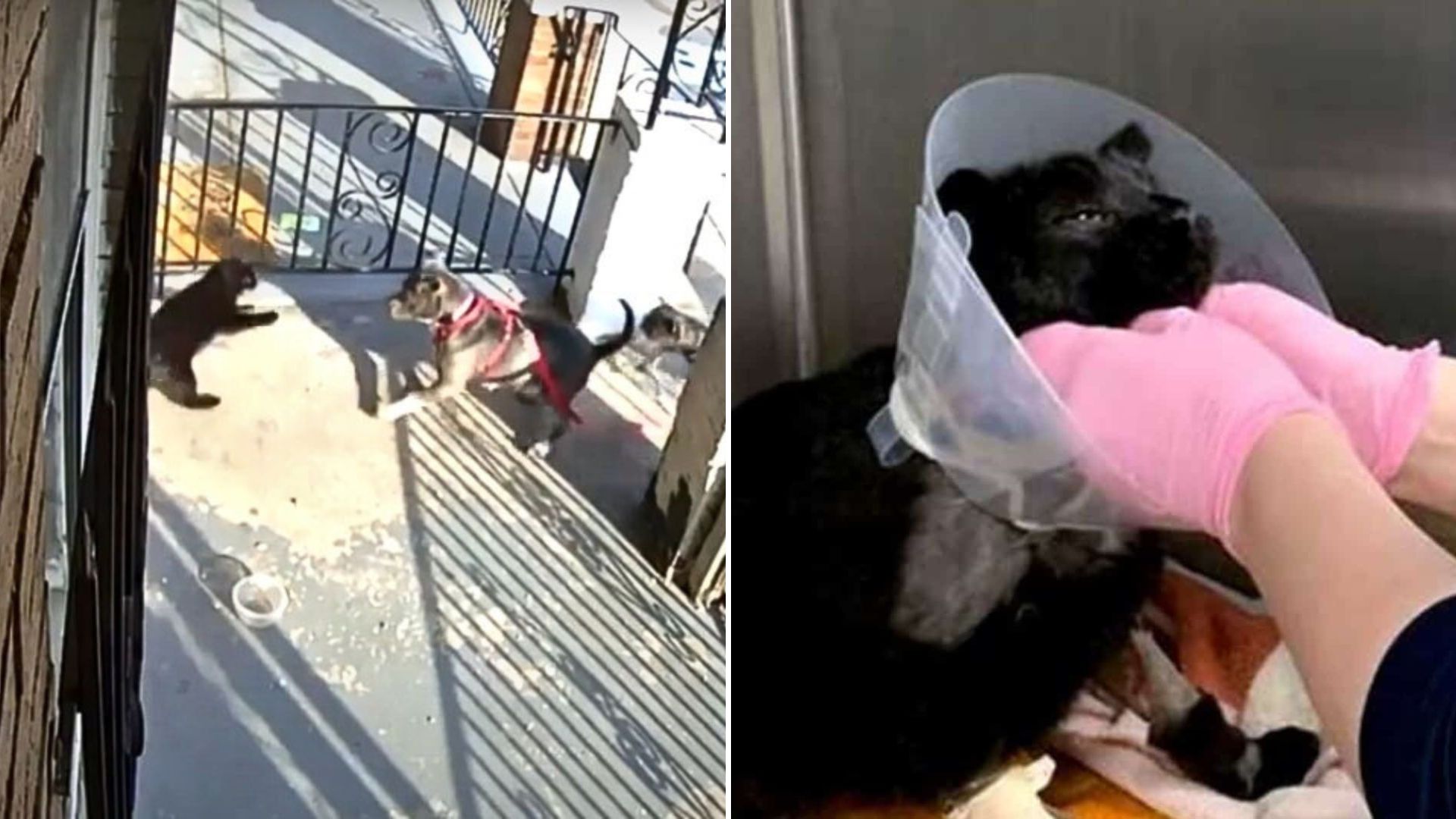severely injured cat