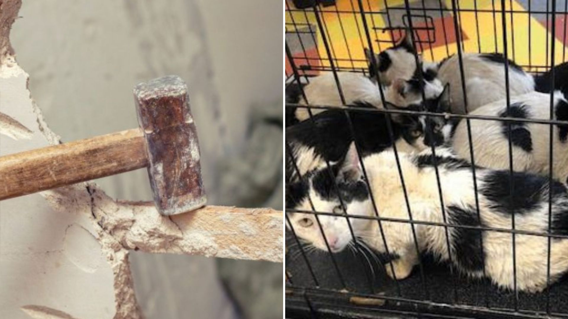 Philadelphia Contractor Stuns Everyone After Saving 16 Cats From An Unexpected Place